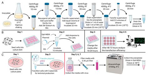 Plasmid Dna In Bacteria