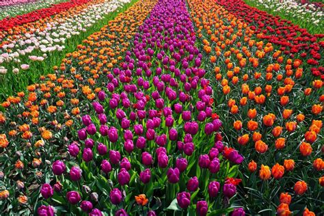 A Brief History of Dutch Tulips