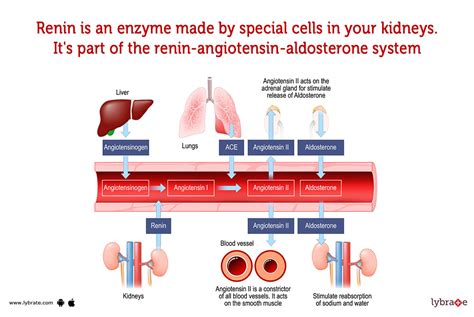 Renin (Human Anatomy): Image, Functions, Diseases and Treatments