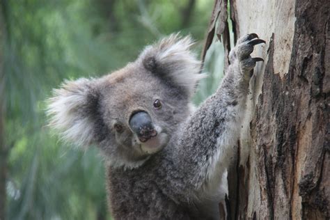 Finding Koalas in the wild, aka drop bears | Koala, Australia animals, Australian wildlife