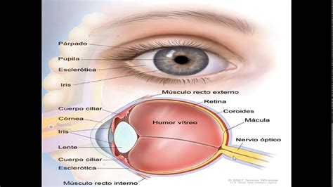 Estructura y Función del ojo humano. - YouTube