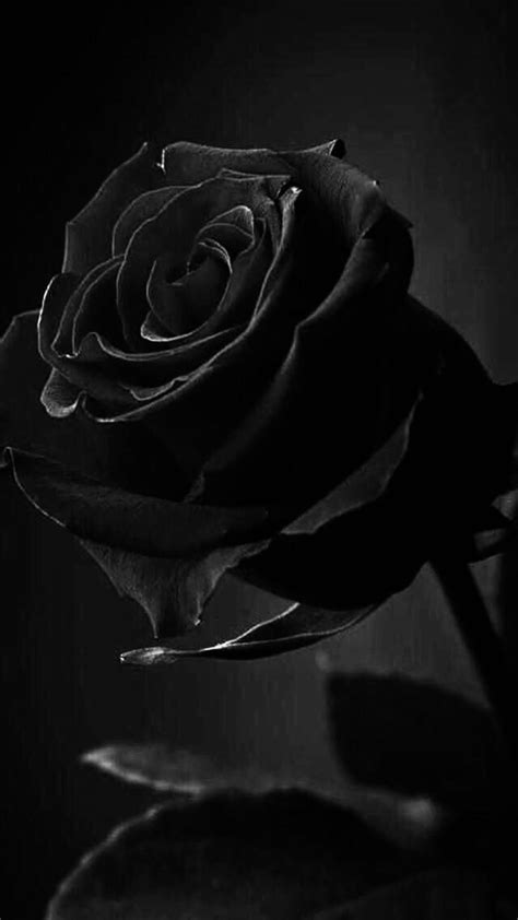 88+ Black Wallpaper Aesthetic Flower Picture - MyWeb