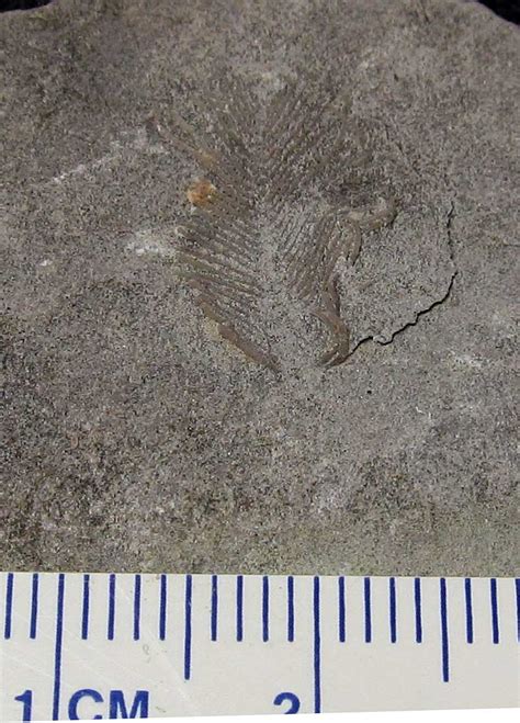 Louisville Fossils and Beyond: Unidentified Crinoid Pinnules Fossil