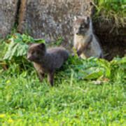 Arctic Fox Cubs Playing in Iceland Photograph by Venetia Featherstone-Witty | Fine Art America