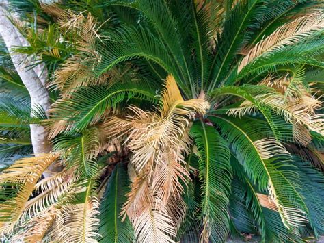 Sago Palm Leaves Drooping - Troubleshooting Wilting Sago Palm Plants