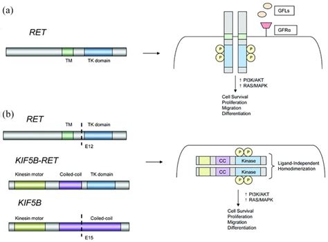 Mechanism of RET rearrangements. 22 Models of RET rearrangements. (A)... | Download Scientific ...