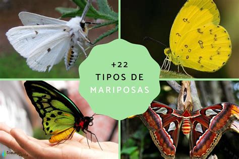 +22 tipos de mariposas - ¡Clasificación, nombres y fotos!