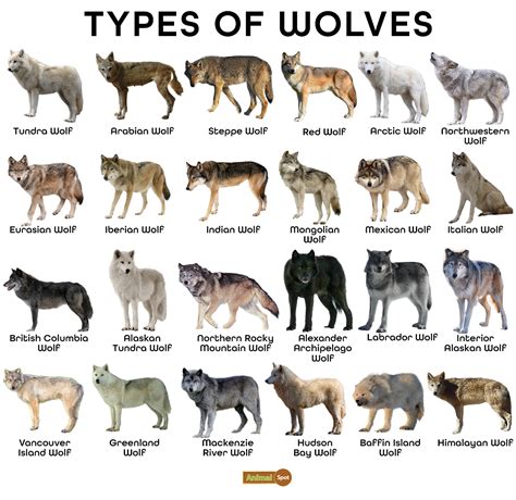 Wolf Facts, Types, Diet, Reproduction, Classification, Pictures