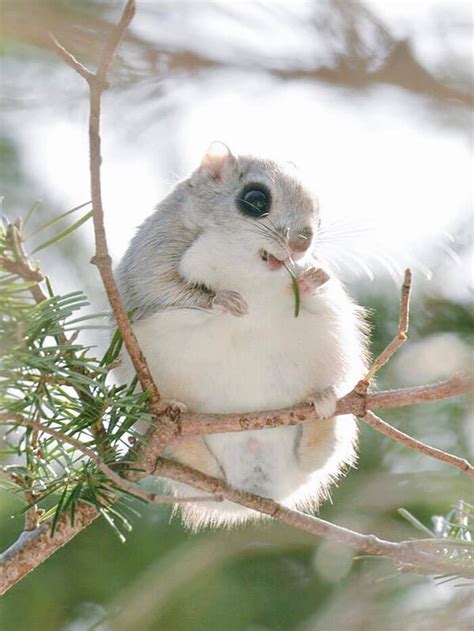 The Baby Japanese Dwarf Flying Squirrel Is Definitely The Cutest Animal On Earth