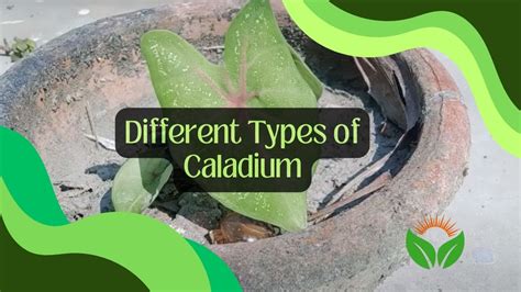 Different Types of Caladium: 16 Popular Types - Plantparadiso