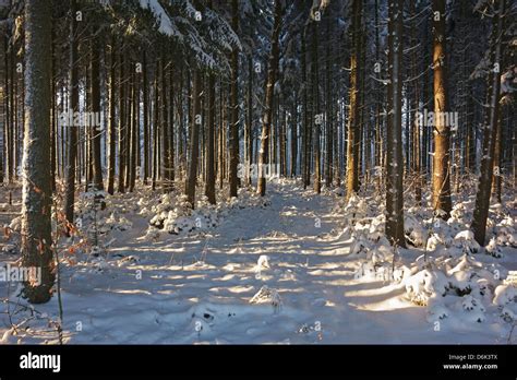 Black Forest in winter, near Villingen-Schwenningen, Schwarzwald-Baar, Baden-Wurttemberg ...