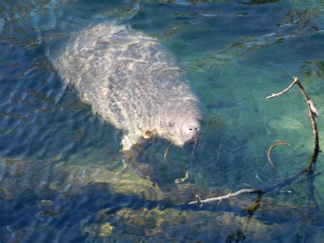 Santatee Manatee Visits Blue Springs For Christmas – Thomas Zapor.com