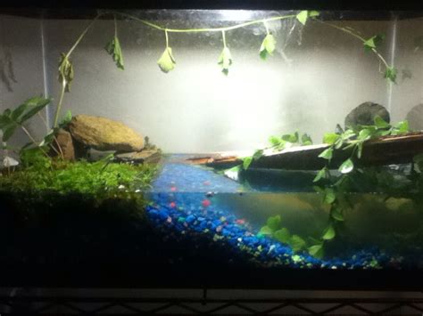 Making a frog habitat! I didn't think it would be this easy or come out looking so good. All you ...