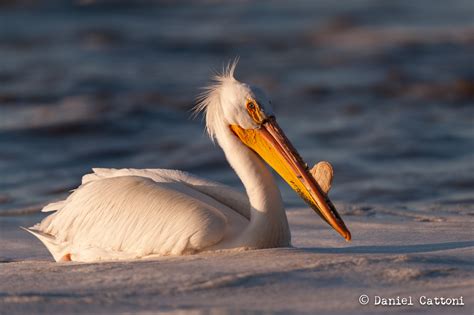 American White Pelican – Icarus Photography