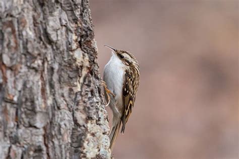 Treecreeper | Bird Identification Guide | Bird Spot