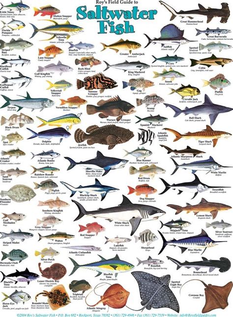 Roy's Salwater Fish and Water Birds Posters | Salt water fish, Fish chart, Saltwater fishing