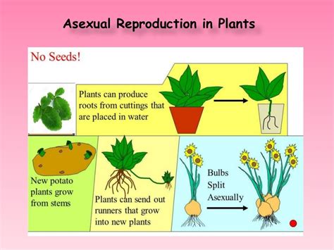 Asexual reproduction in plants