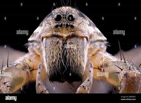 Macro close up of a wolf spider isolated on a dark background macro ...