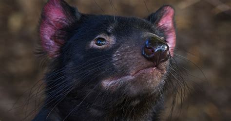 A record breaking Devil breeding season! | The Foundation for Australia's Most Endangered ...