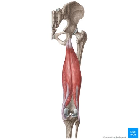 54+ Diagram Of Hamstring Muscles | EyrikFaraday