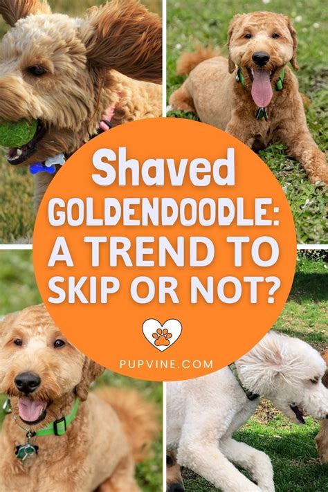 Goldendoodle Full Grown, Goldendoodle Grooming, Puppy Grooming ...