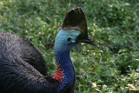 National Zoo - Birds - 121213 Photograph by DC Photographer - Fine Art America