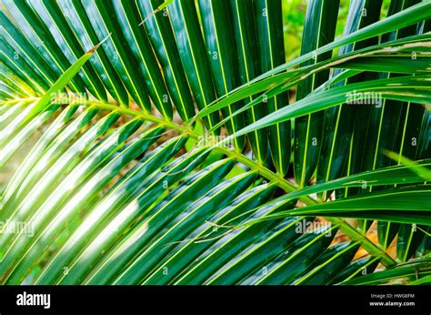 Palm branch background Stock Photo - Alamy