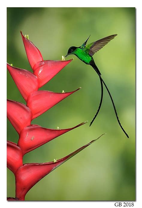 BLACK-BILLED STREAMERTAIL | Hummingbird pictures, Hummingbirds ...