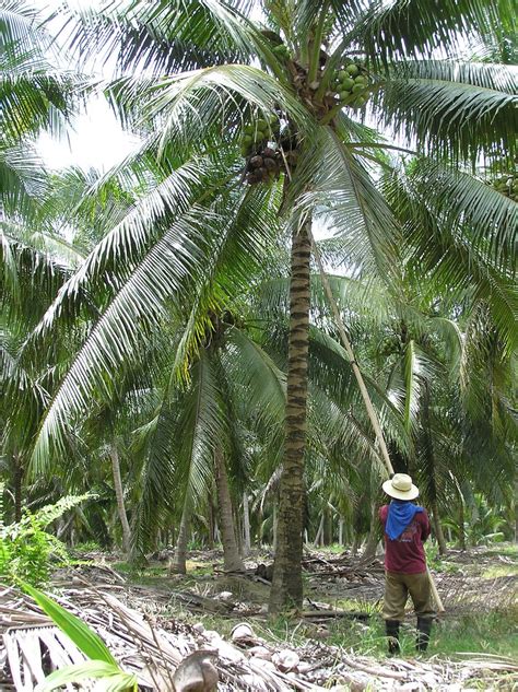 The Basics of Starting a New Coconut Plantation