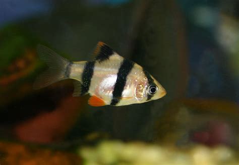 Tiger Barb Care Guide (Diet, Tank & Breeding) | Fishkeeping Advice