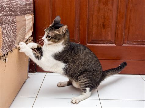 6 Ways to Prevent Your Cat From Scratching the Furniture | HealthyPets Blog