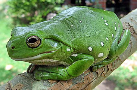 Royalty-Free photo: Black and yellow frog on stone | PickPik