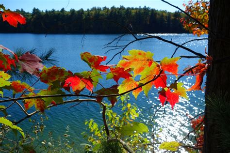 Walden Pond in Concord, Mass. Shines During the Fall Foliage Season ...