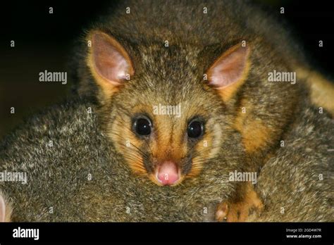 Common brush tail possum hi-res stock photography and images - Alamy