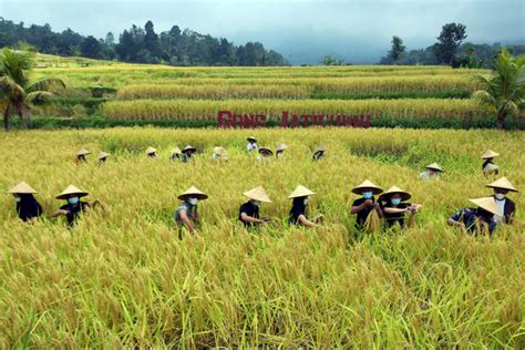 Pemerintah Tetapkan Fleksibilitas Harga Beras dan Gabah | kumparan.com