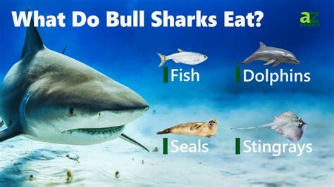 What Do Bull Sharks Eat? 15 Animals in Their Diet - A-Z Animals