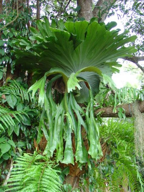 Tropical Rainforest Plants Ferns | RAINFOREST ANIMAL