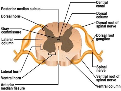 Spinal Cord Internal Anatomy Flashcards | Quizlet