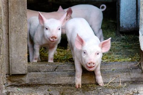 Two Little Cute Pigs on the Farm. Stock Photo - Image of group, farm: 129755292