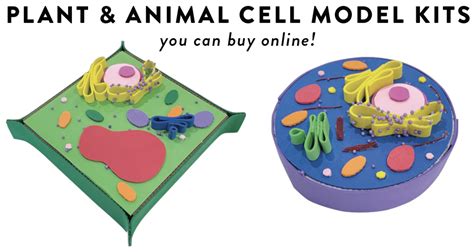 Plant Cell 3d Model Clay