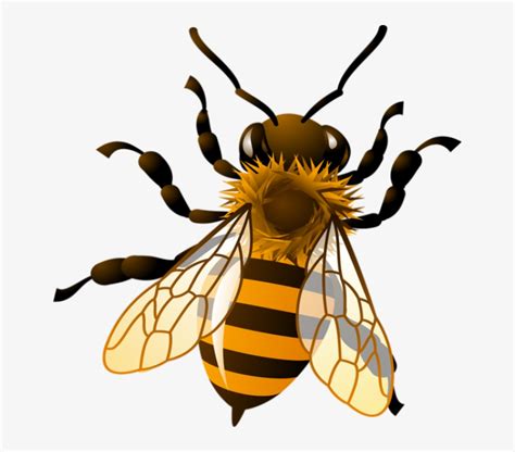 Bee Png Clipart - Realistic Bee Clip Art - Free Transparent PNG ...