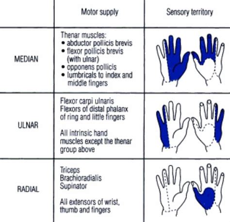 Pin on study (anatomy, lesion)