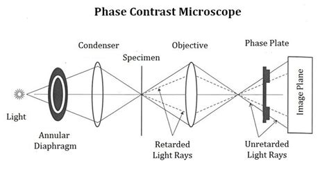 Types of microscopes - Microbiology Notes