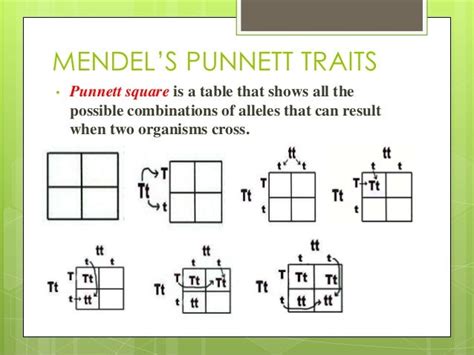 Mendel Punnet Square