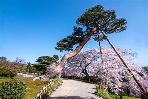 Plan Your 2024 Cherry Blossom Trip Today