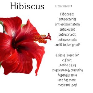 Hawaiian Hibiscus Flower Meaning | Best Flower Site