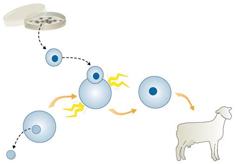 The History of Cloning