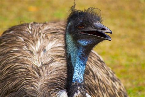 Ostrich in New Zealand Zoo