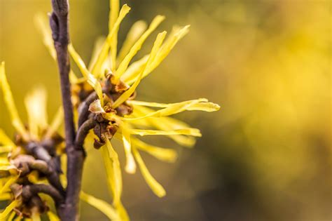 7 Ways to Use Witch Hazel: Astringent, Anti-Inflammatory, Antibacterial