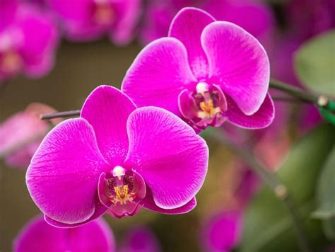 Free Photo | Pink phalaenopsis orchid flower